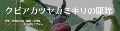 クビアカツヤカミキリの駆除について